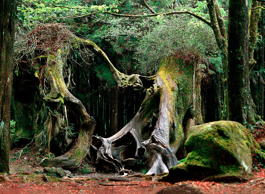 Ancient tree, Alishan National Park, Alishan, Chiayi County, Taiwan, Asia