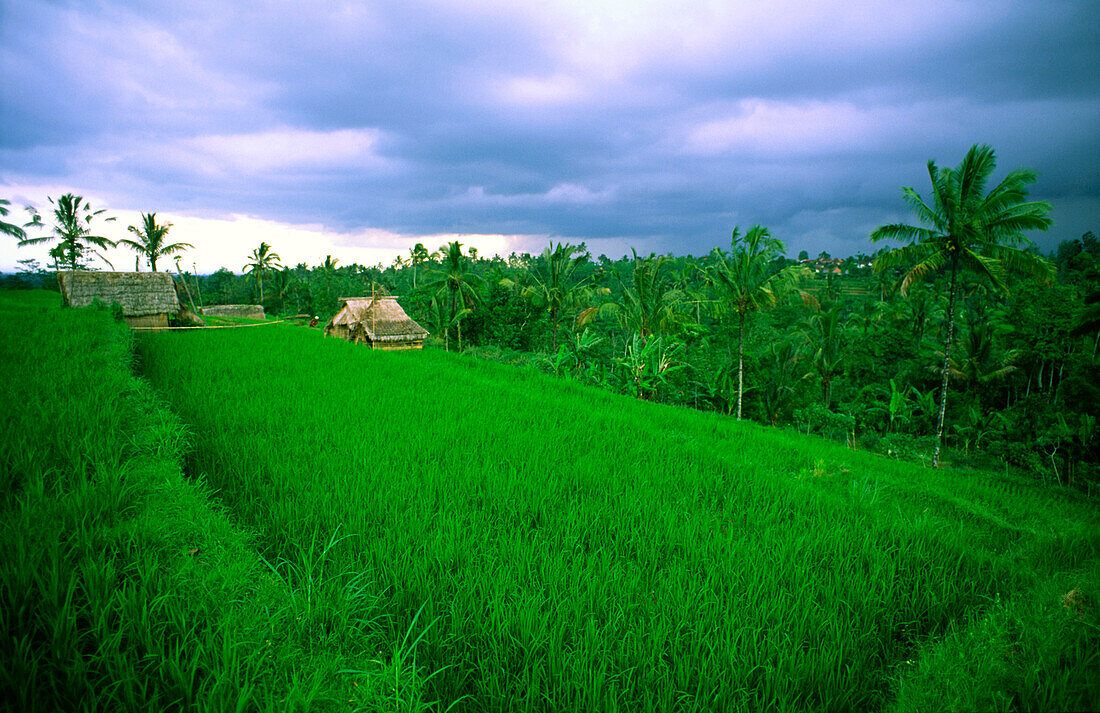 Indonesien, Reisfelder