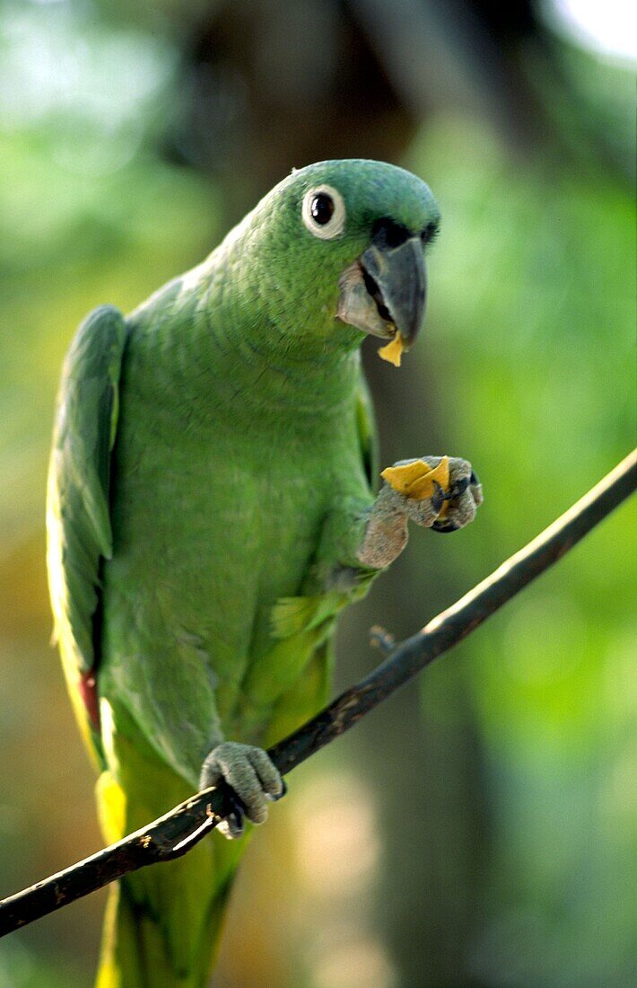 Costa Rica, grüner  Papagei