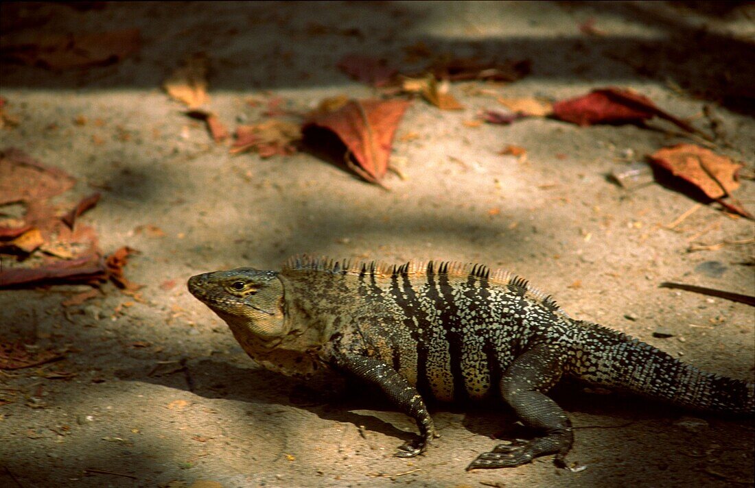 Costa Rica, Maunel Antonio Nationalpark, Leguan