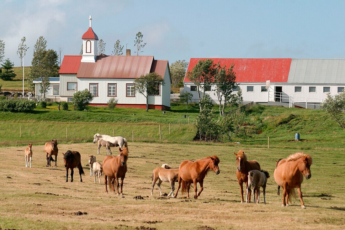 Iceland, Iceland ponies  grazing, backgound farm