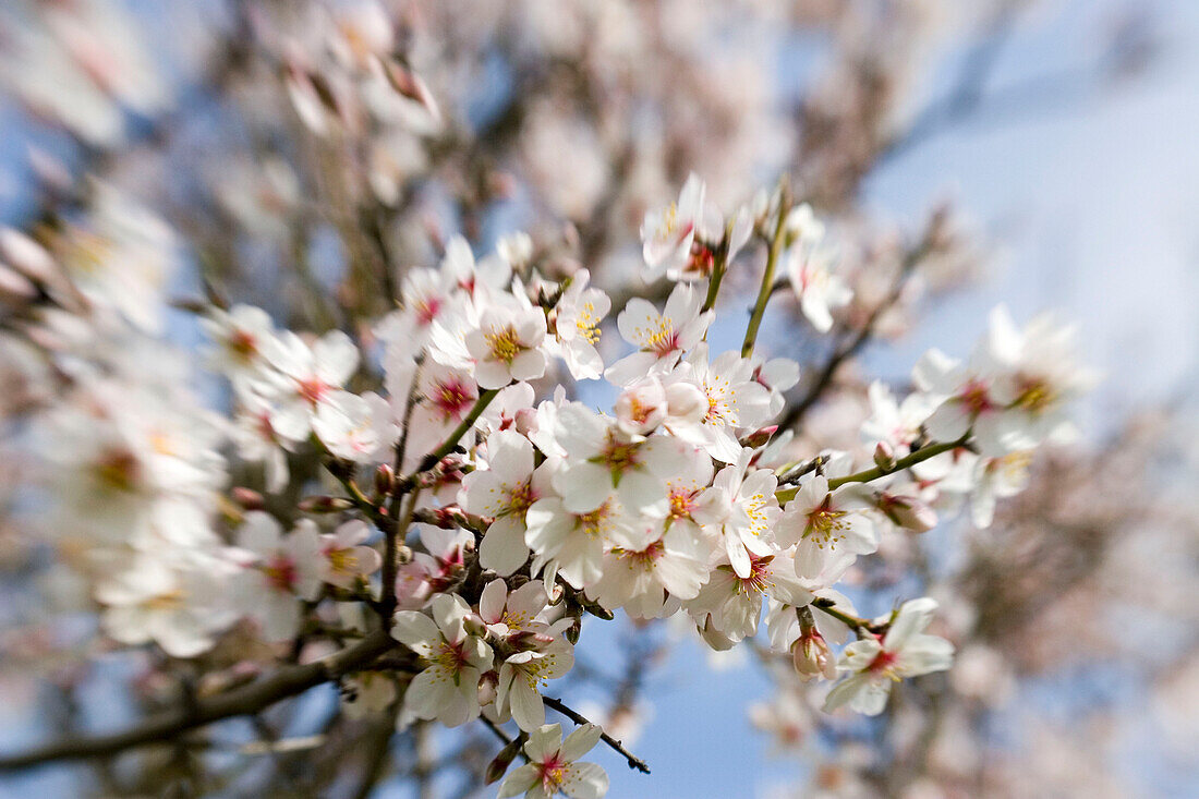 Mallorca, Mandelblüte