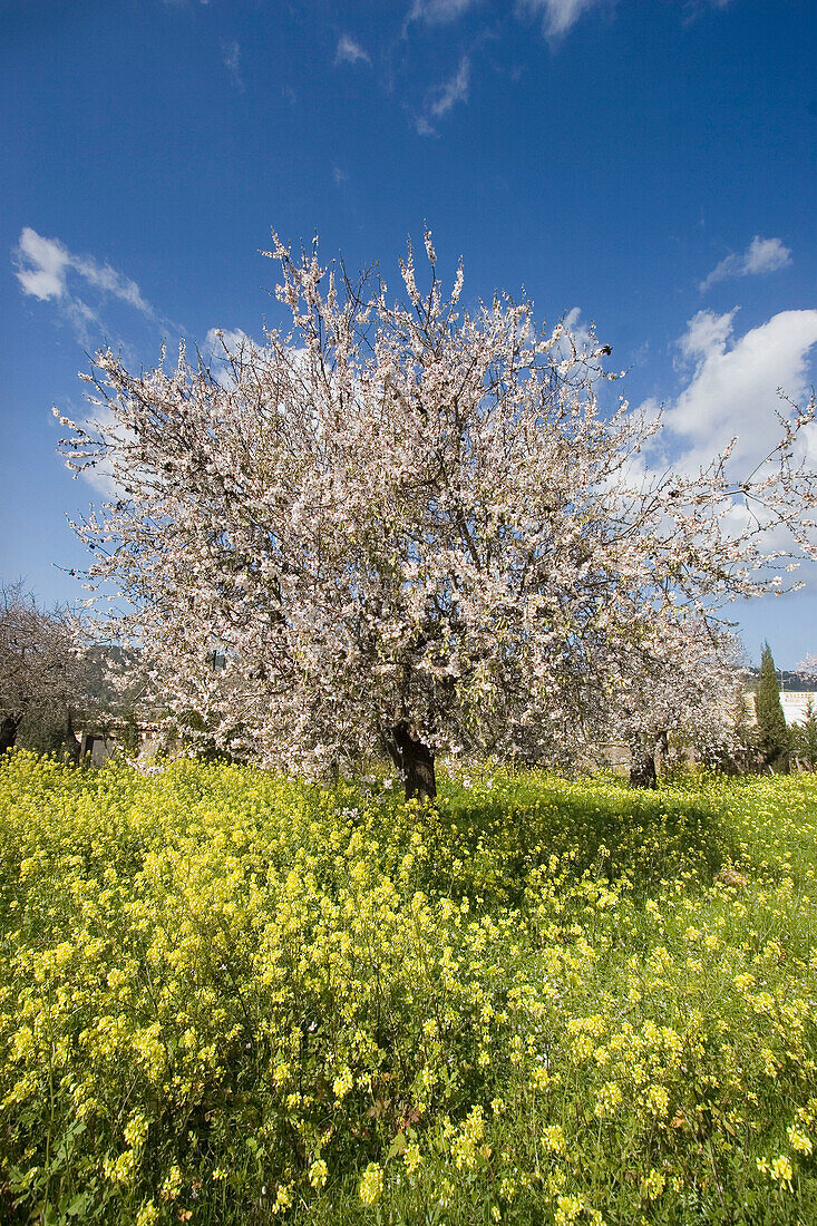 Mallorca, Mandelblüte