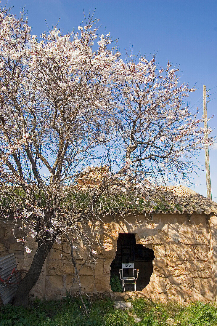 Mallorca, Mandelblüte