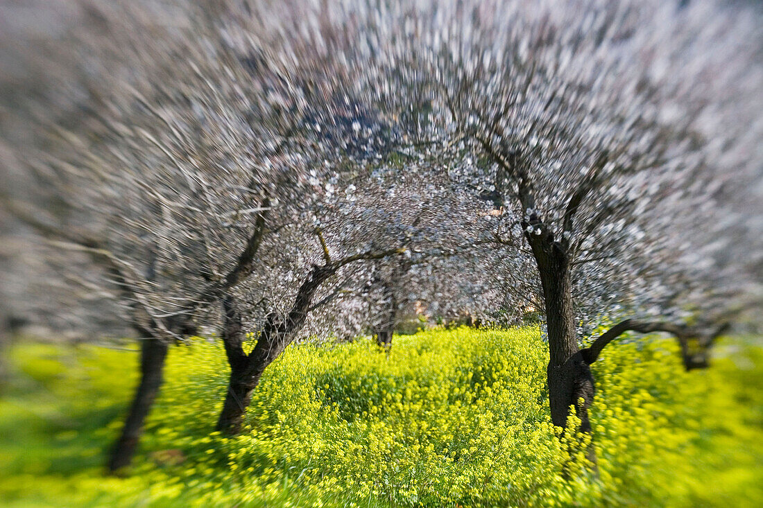 Mallorca almond blossom