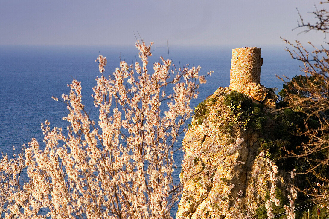 Mallorca, Westküste, Wachturm, Mandelblüte