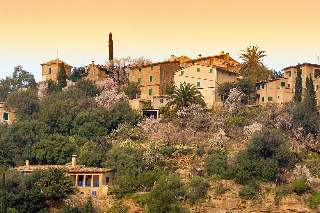 Mallorca, Bergdorf Deia, Mandelblüte