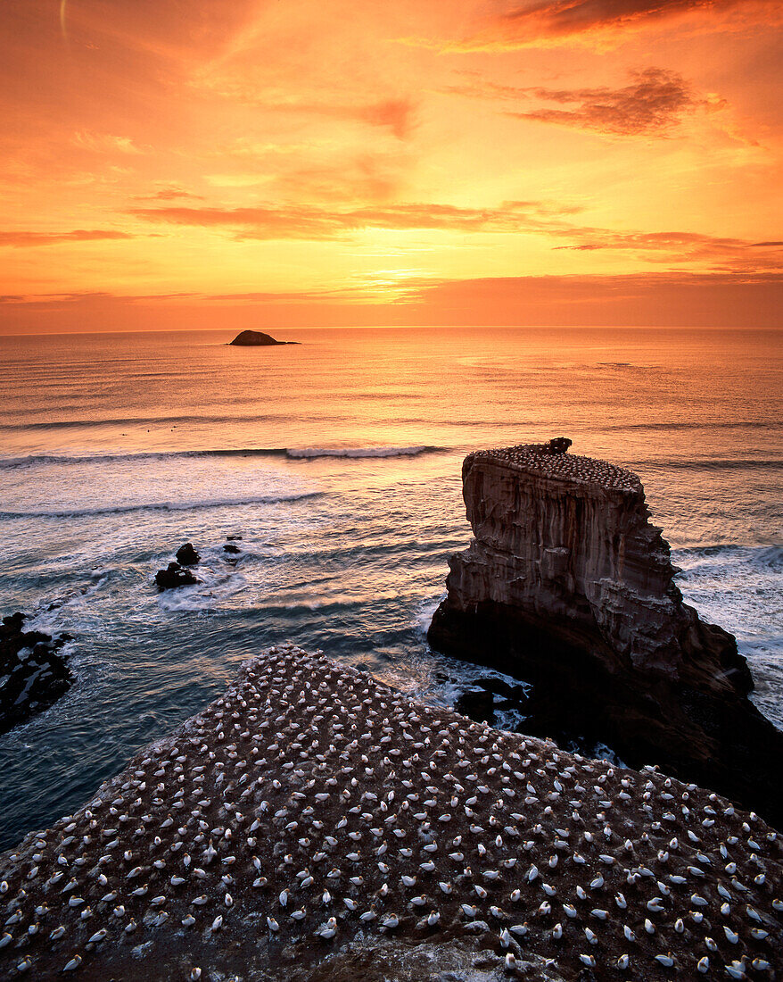 new zealand gannet colony at muriwai beach ,gannet fly from Muriwai to australia and come back