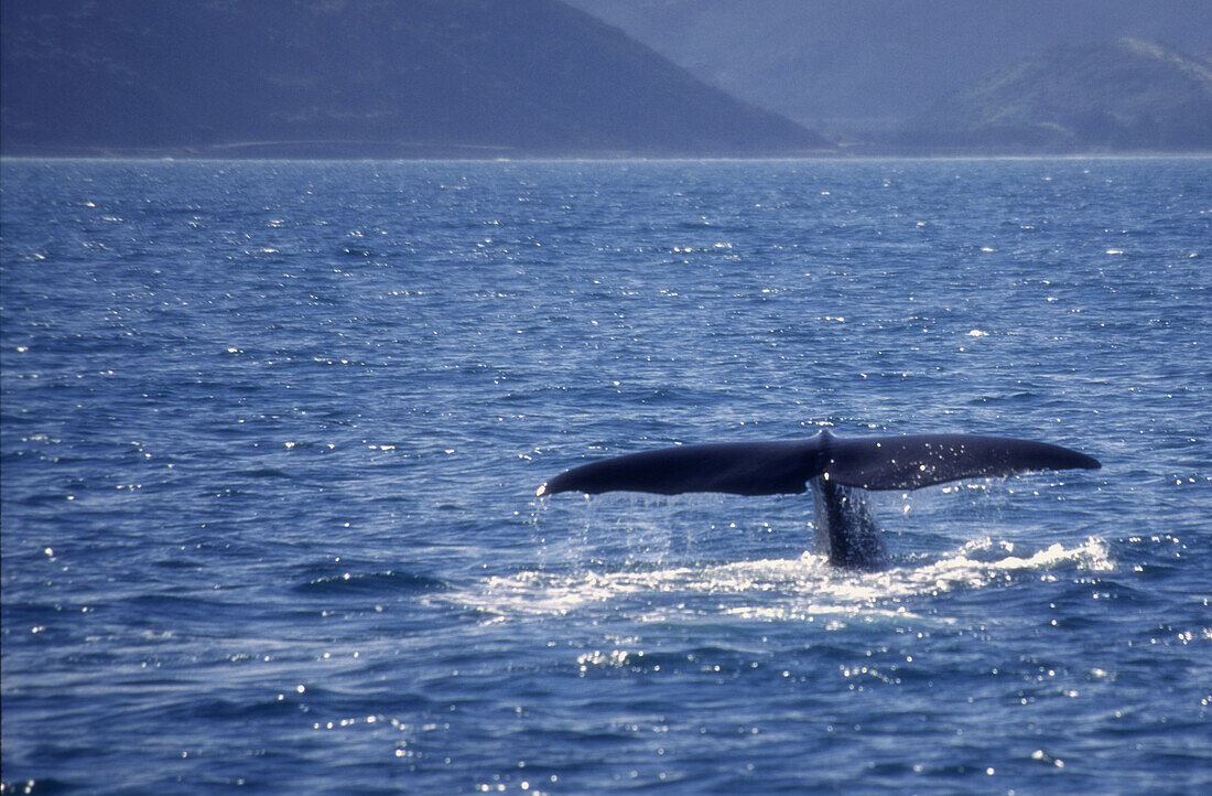 Wale bestaunen, Südinsel, Kaikoura Marlborough