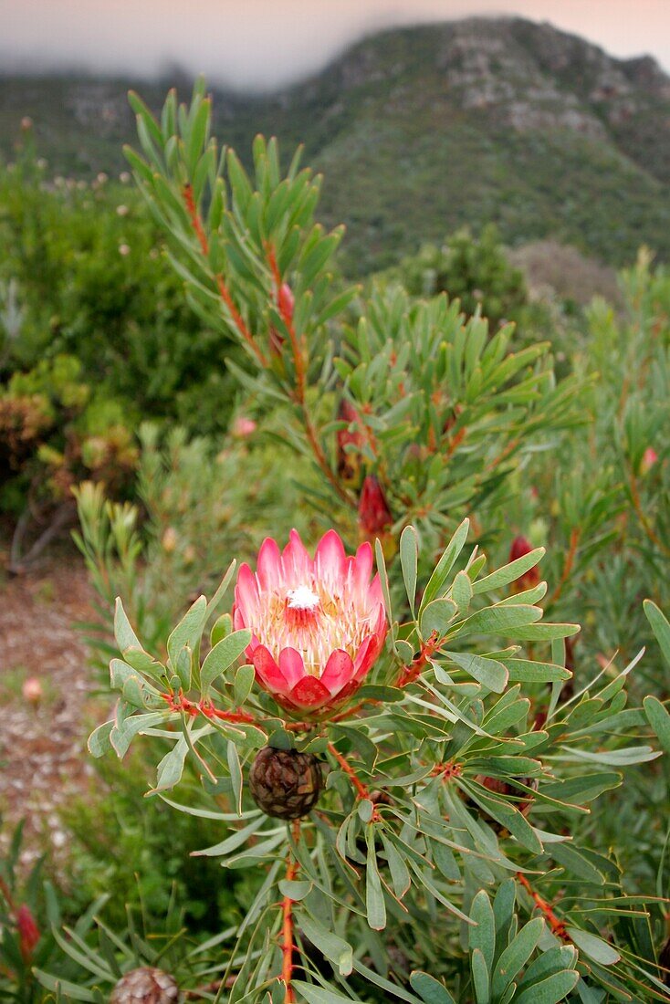 Botanic Garden, Kirstenbosch, Capetown, South Africa
