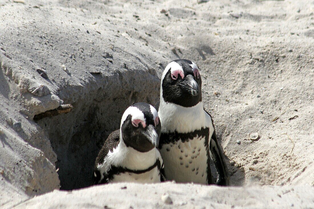 Penguins boulder beach, False Bay, Cape Peninsula, South Africa