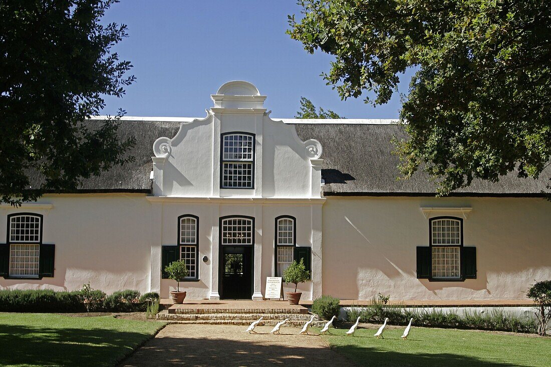 Wineyard, Boschendahl, South Africa