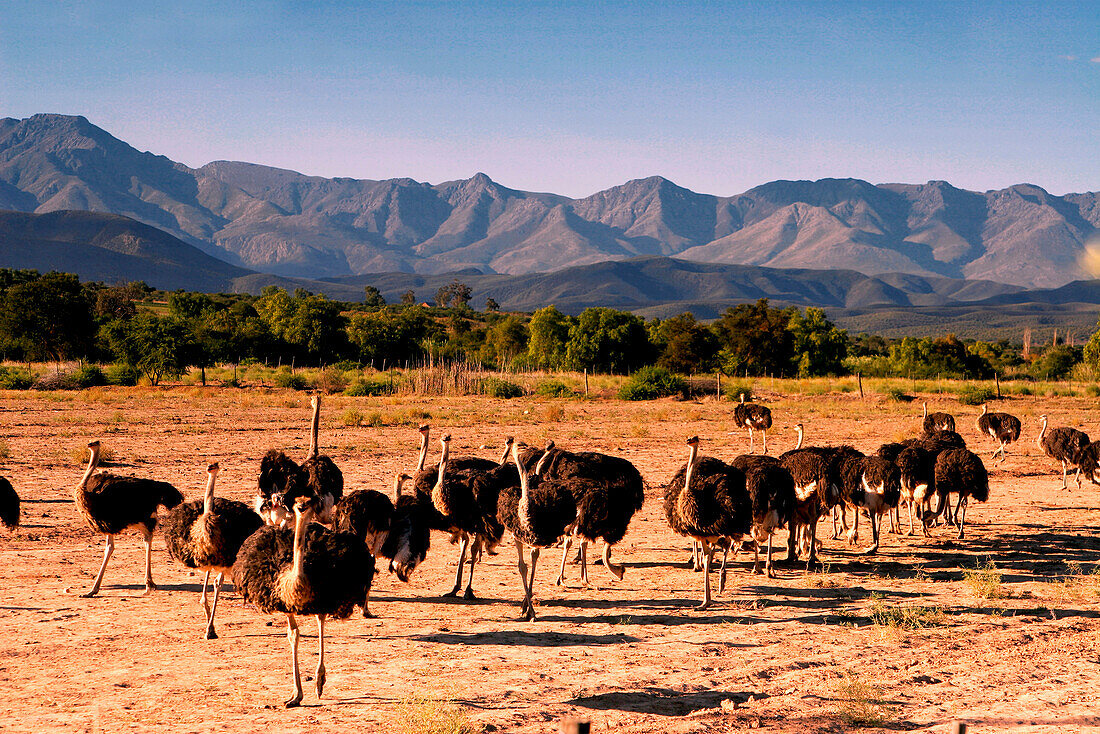 Vogelstraußfarm, Westcap, Provinz, Oudtshorn, Karoo, Südafrika