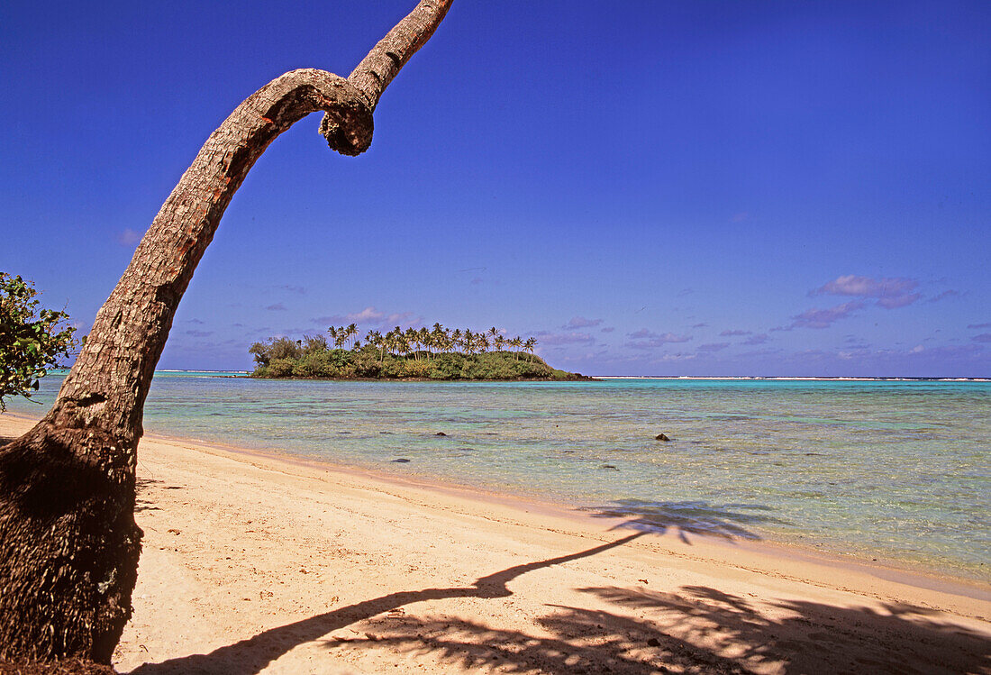 South pacific, Cook Islands, Raratonga, Muri beach, palm tree
