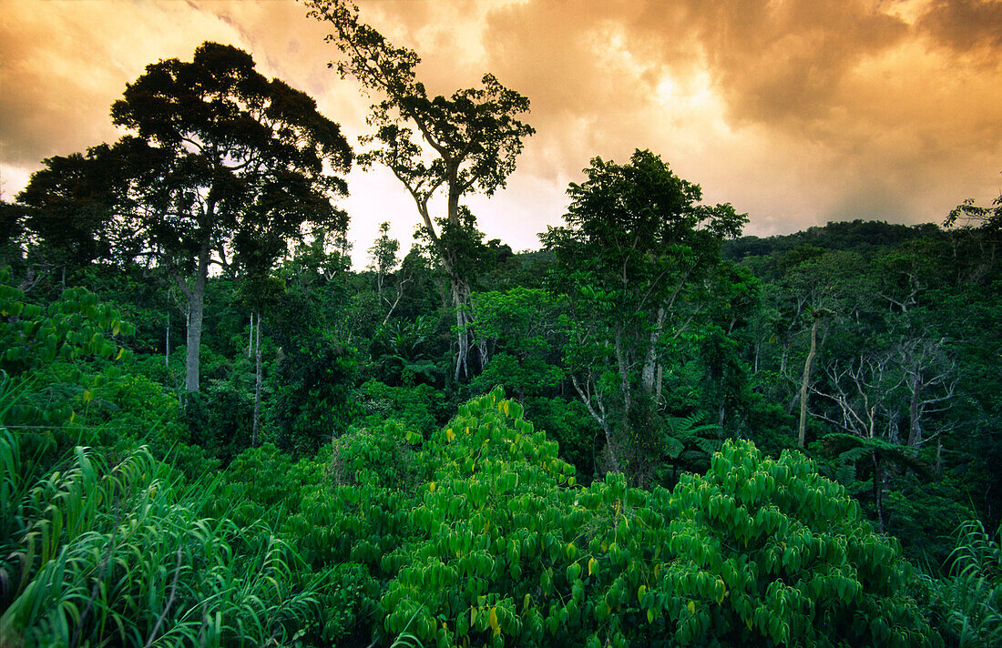 Fiji Vitu Levu, tropical rain forest sunset