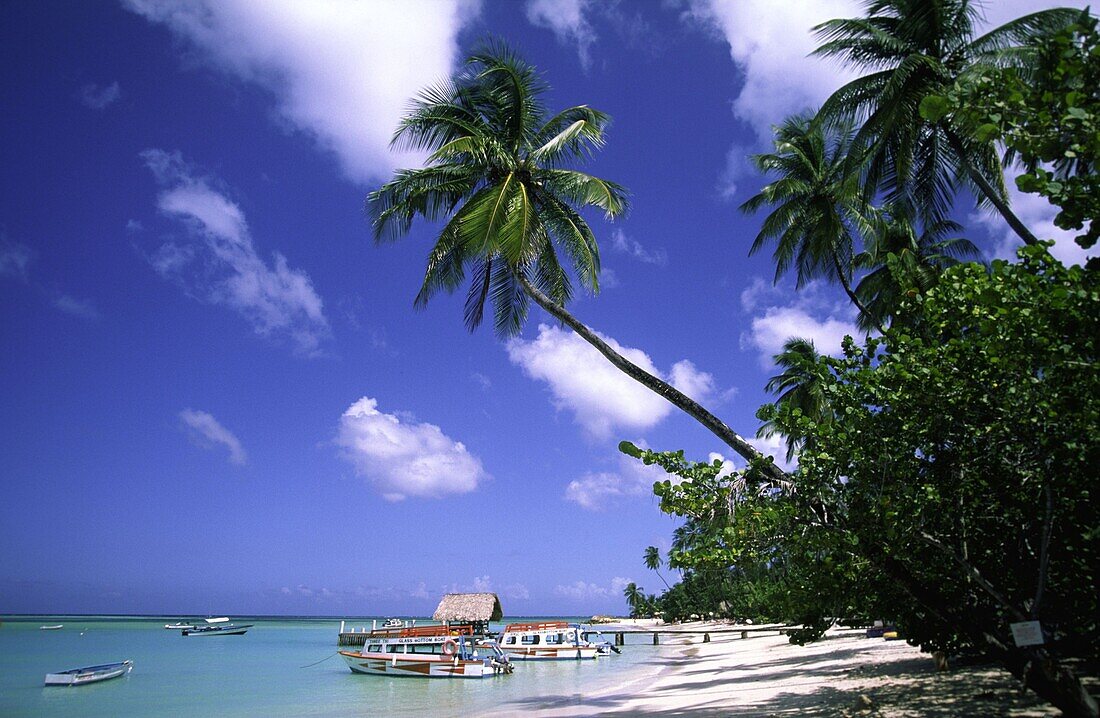 Palm trees, Dream beach, Pigeon Point, Tobago