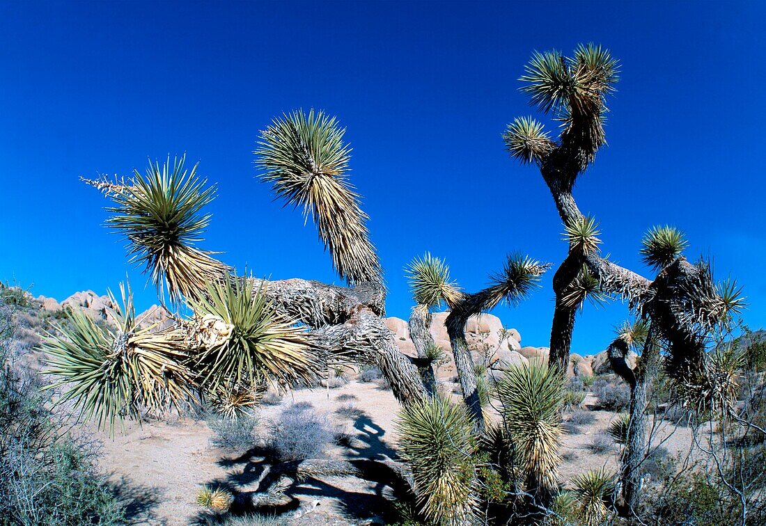 Yucca brevifolia, Joshua Tree Nationalpark, USA