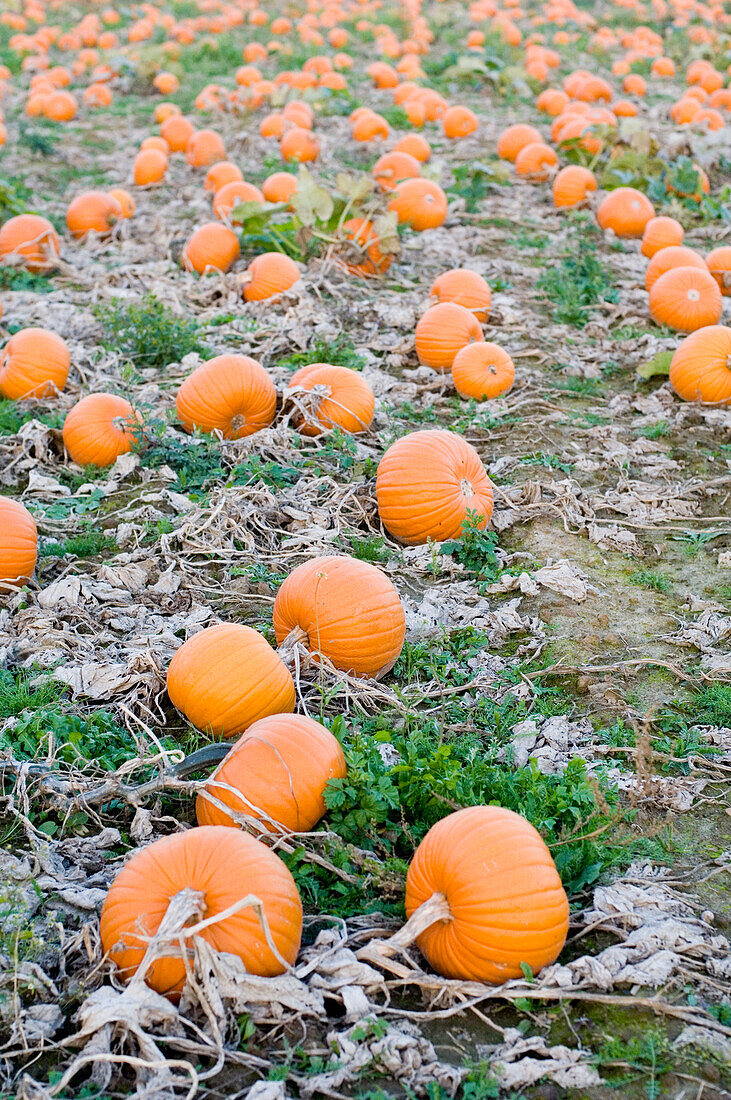 Pumpkins on field, Meissen, Saxony, Germany