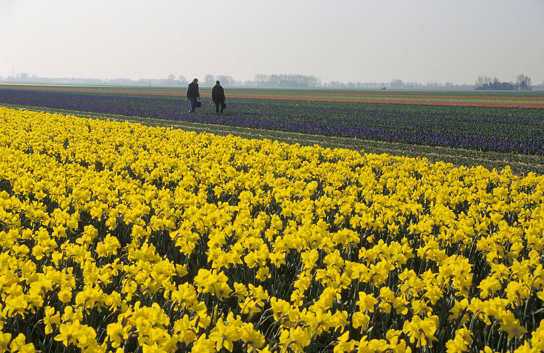 Osterglocken auf einem Feld bei Anna Paulowna, Niederlande, Europa