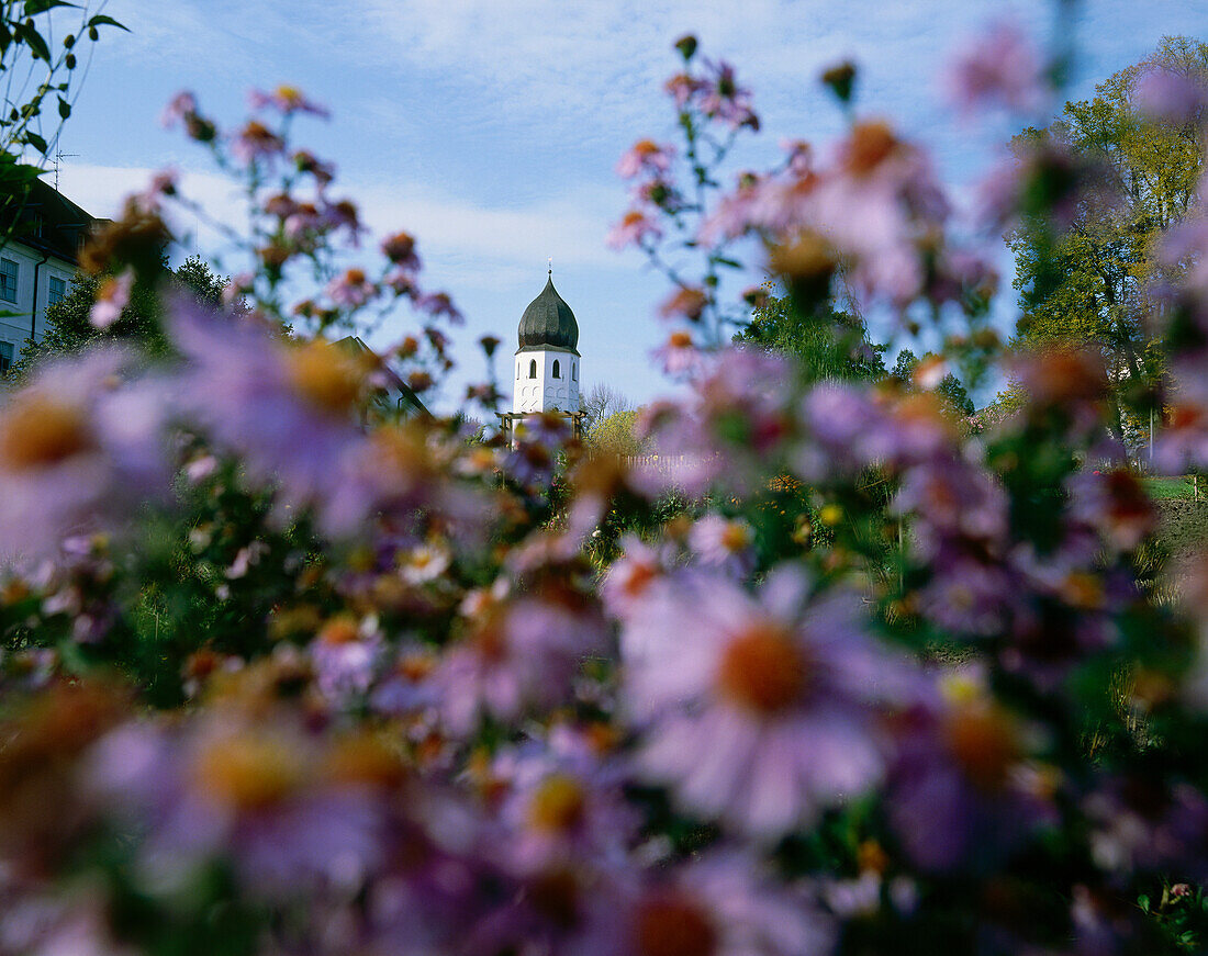 Blooming asters, bell tower in background, Frauenchiemsee Island, Lake Chiemsee, Upper Bavaria, Germany