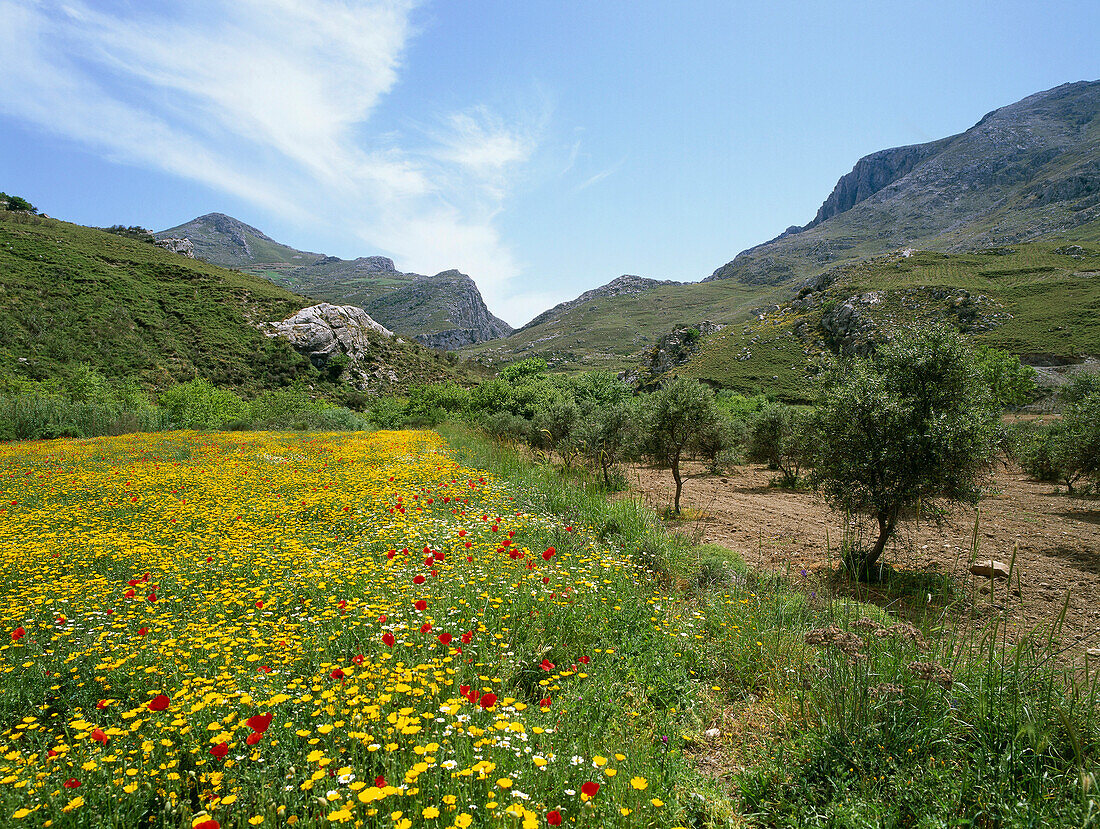 Blühende Wiese in Frühling, bei Kourtalitiki Schlucht, Kreta, Griechenland