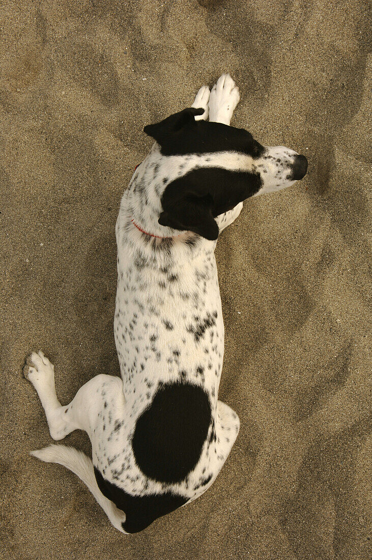 Dog lying on the beach