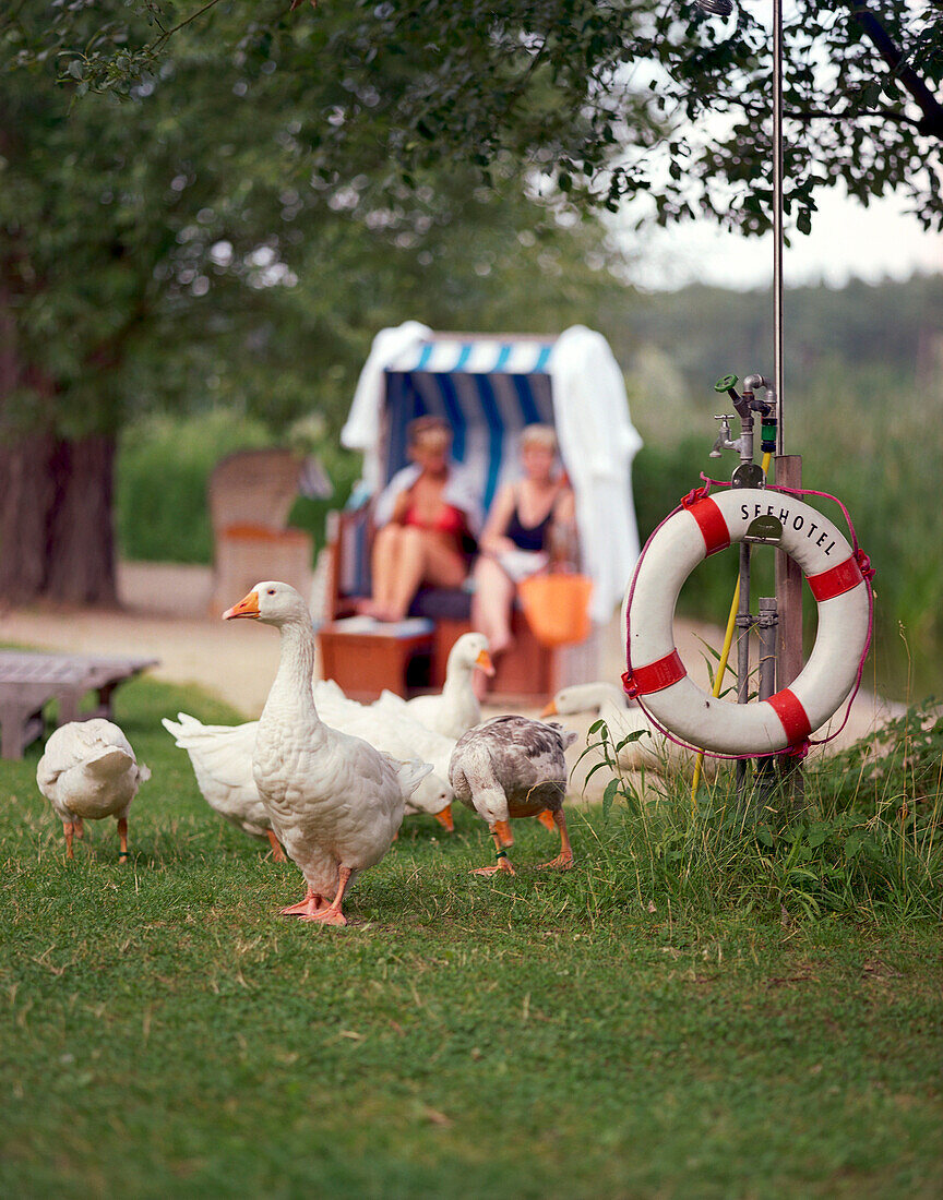 Geese near the lakeside of Neuklostersee with beach chair in the background, Wellness Hotel, Spa Hotel Seehotel Neuklostersee, Mecklenburg - Western Pomerania, Germany