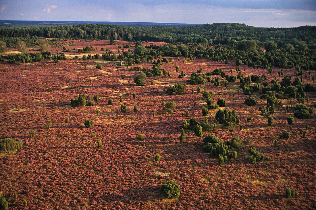 Luftbild Lünebeurger Heide, Niedersachsen