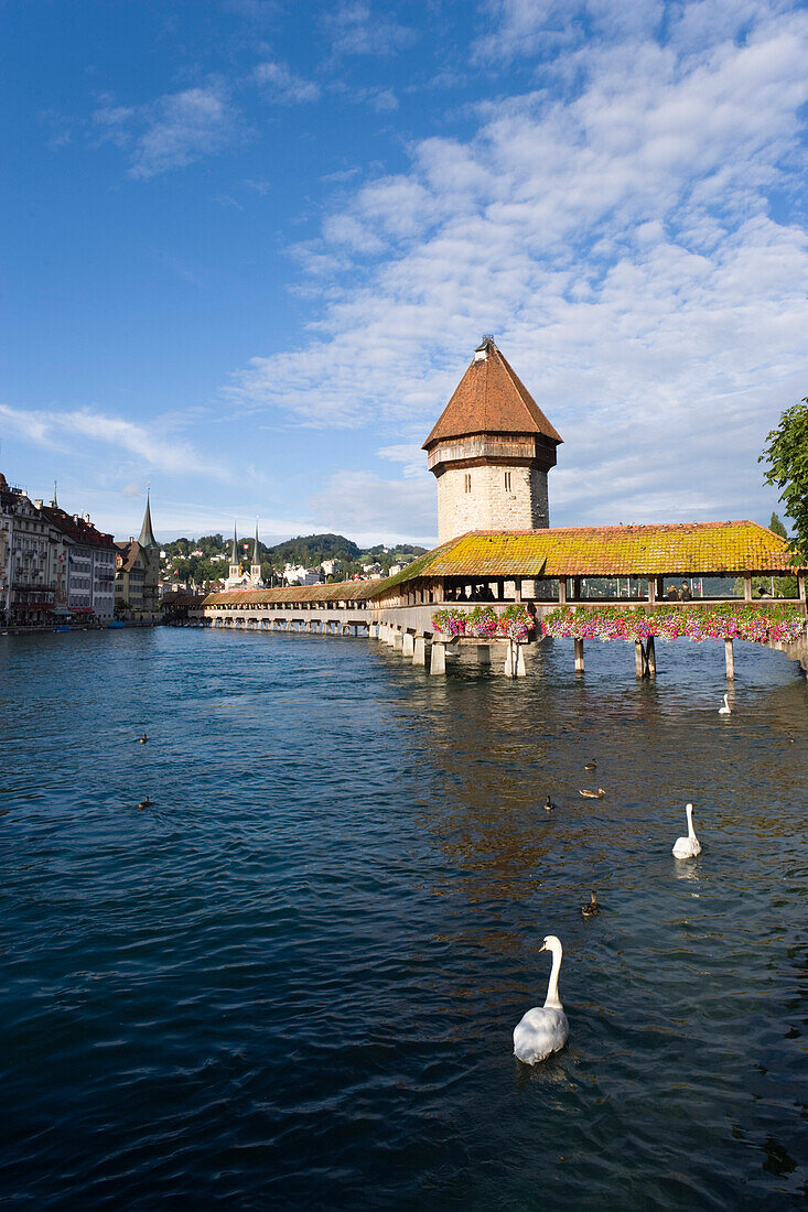 Swans in the Reuss river with chapel bridge, the oldest covered bridge in Europe and water tower, Lucerne, Canton Lucerne, Switzerland