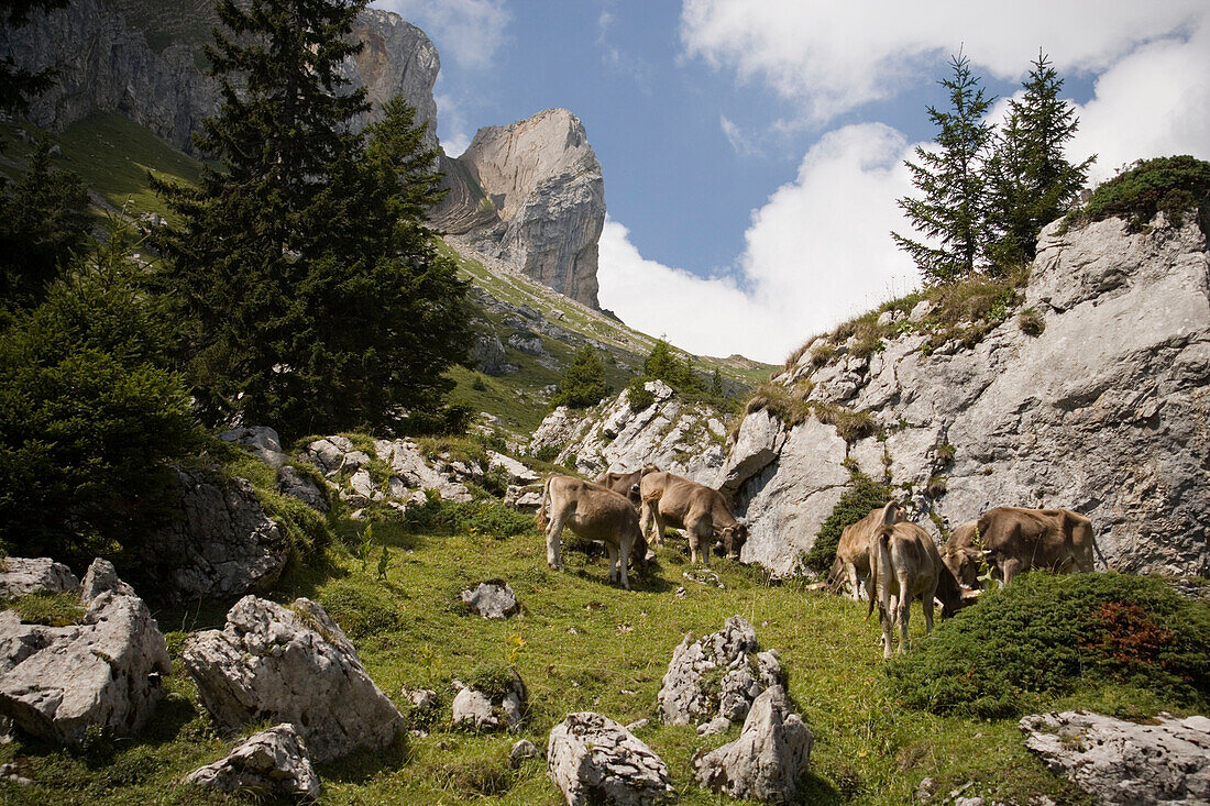 Cattle grazing at mountainside of mountain Pilatus (2132 m), Canton of Lucerne, Switzerland