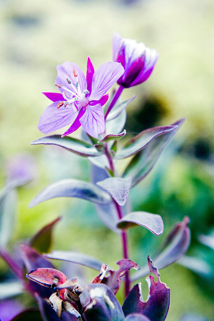 Arktisches Weidenröschen, Epilobium latifolium, Grönlands Nationalblume, Südgrönland, Narsarsuaq