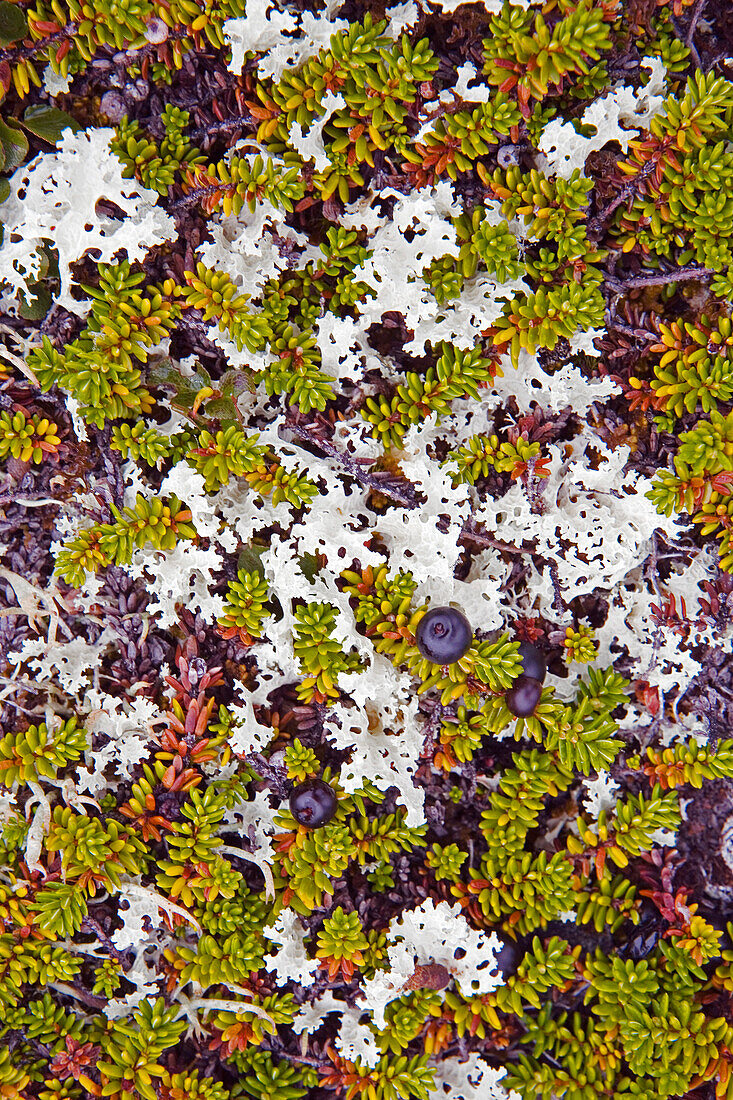 Schwarze Krähenbeere, Blackberry, Flechten, Tundravegetation in der Nähe von Nuuk, Grönland