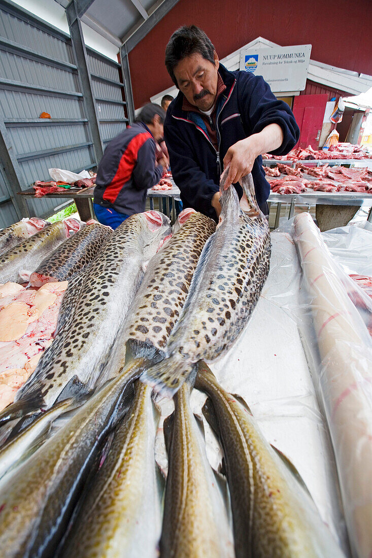 Ein Inuit, Eskimo präpariert Catfish am Fleisch- und Fischmarkt in Nuuk, der Hauptstadt Grönlands