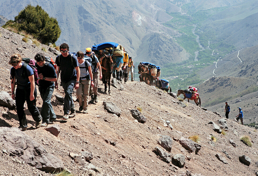 Wandergruppe und Maultiere im Aufstieg von Aremd zum Tizi Mzic-Pass, Hoher Atlas, Toubkal Region, Marokko, Nord Afrika