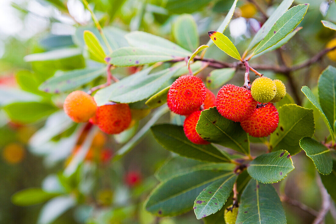 Früchte des Erdbeerbaumes, Arbutus unedo L., Eine essbare Beere, Sardinien, Italien