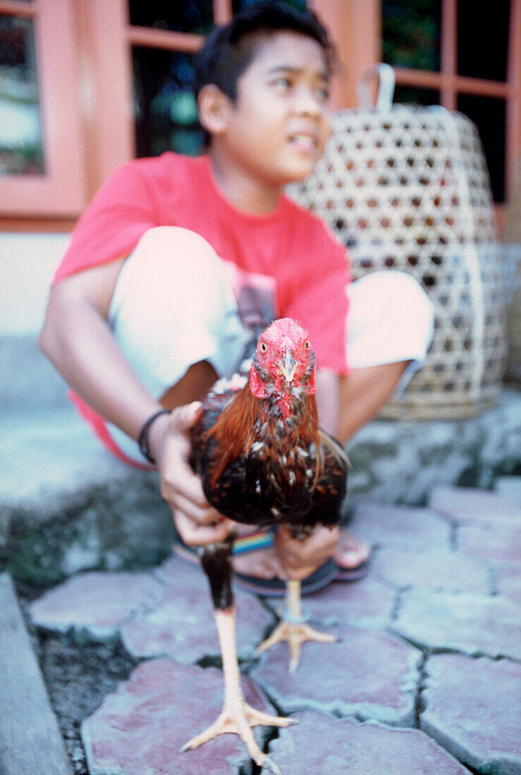 junger Mann hält einen Hahn fest, Bali, Indonesien, Asien, Hahnenkampf, Tradition, Kultur, Männersache, Männlichkeitssymbol, Hahn schaut in Kamera, festhalten, stolz, Tier, Reise, Fernreise, exotisch, Lebensweise