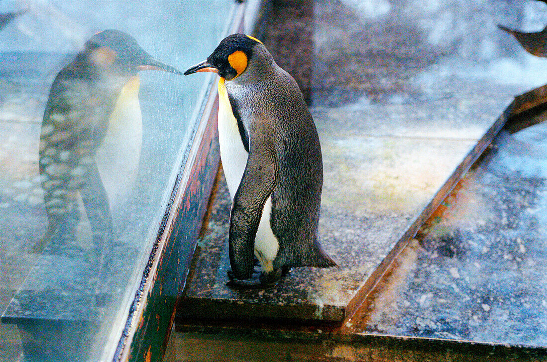 penguin looking out of window, raining weather, wet window, raindrops, standing upright, zoo, having a roof above head, starring, in thoughts, grotesque, longing for, desire for