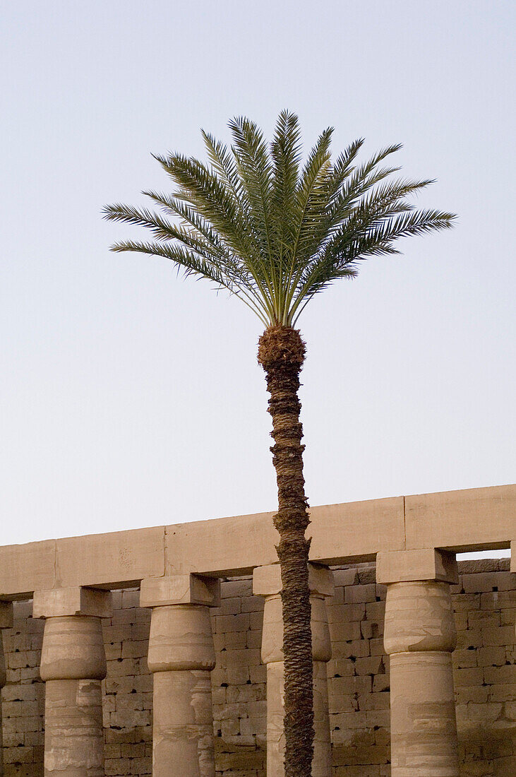 A solitary palm tree at Karnak Temple, Luxor, Egypt