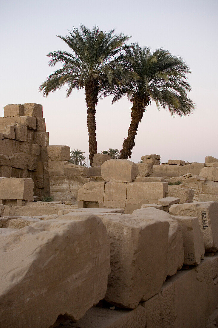 Temple ruins and palm trees, Karnak Temple, Luxor, Egypt