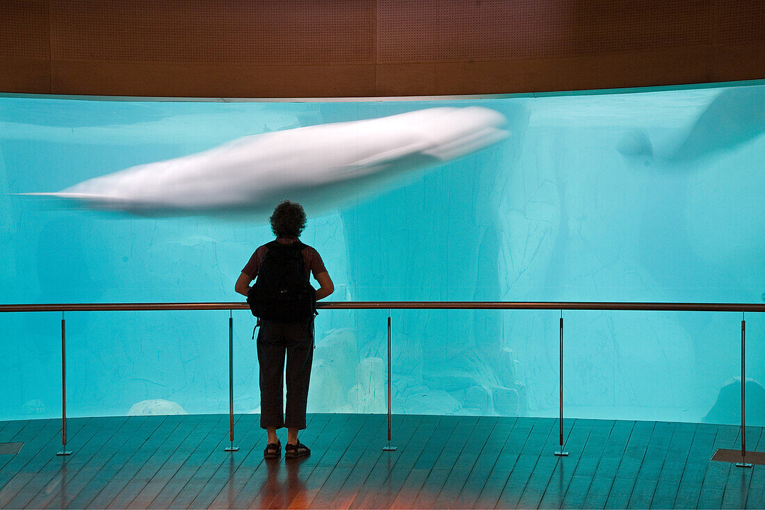 Beluga whales in the arctic house in L'Oceanografic, Valencia, Spain