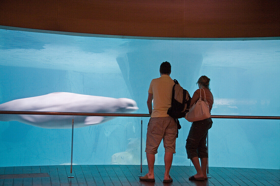 Beluga whales in the arctic house in L'Oceanografic, Valencia, Spain