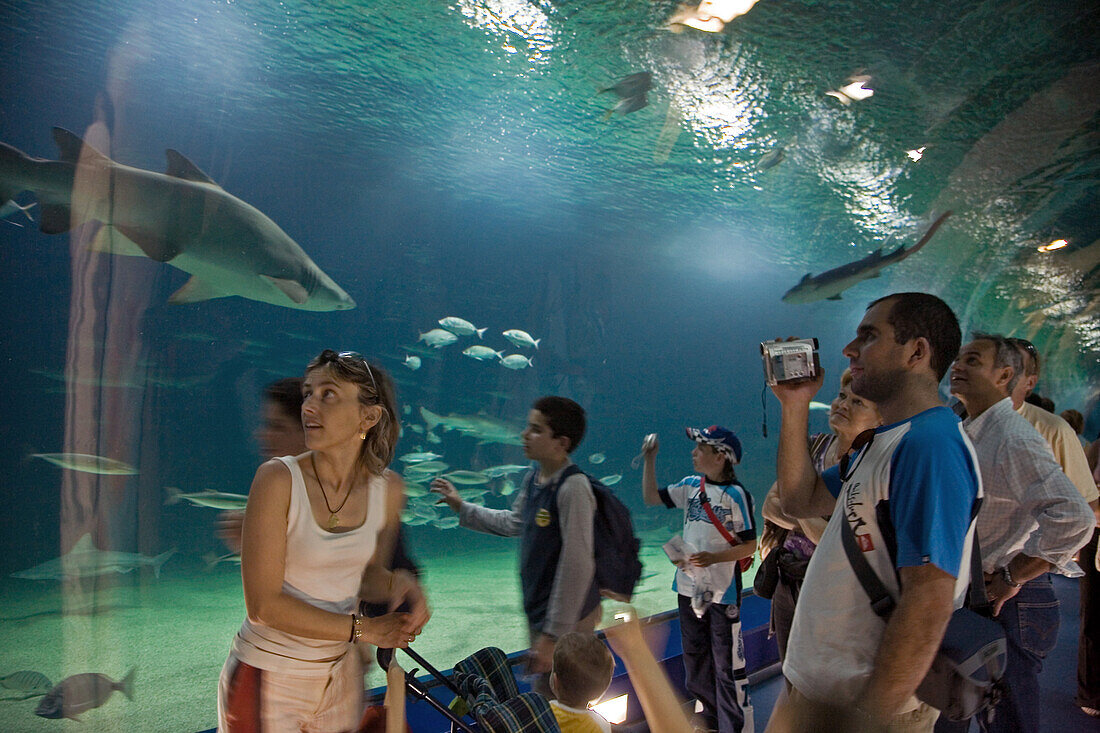 L'Oceanografic, grösste Aquarium Europas, Haie Unterwassertunnel