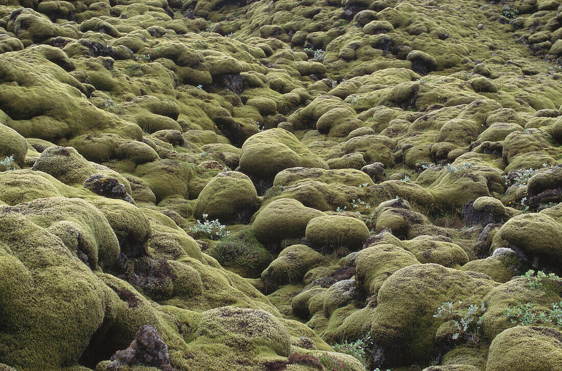Close up of moss covering stones, Iceland