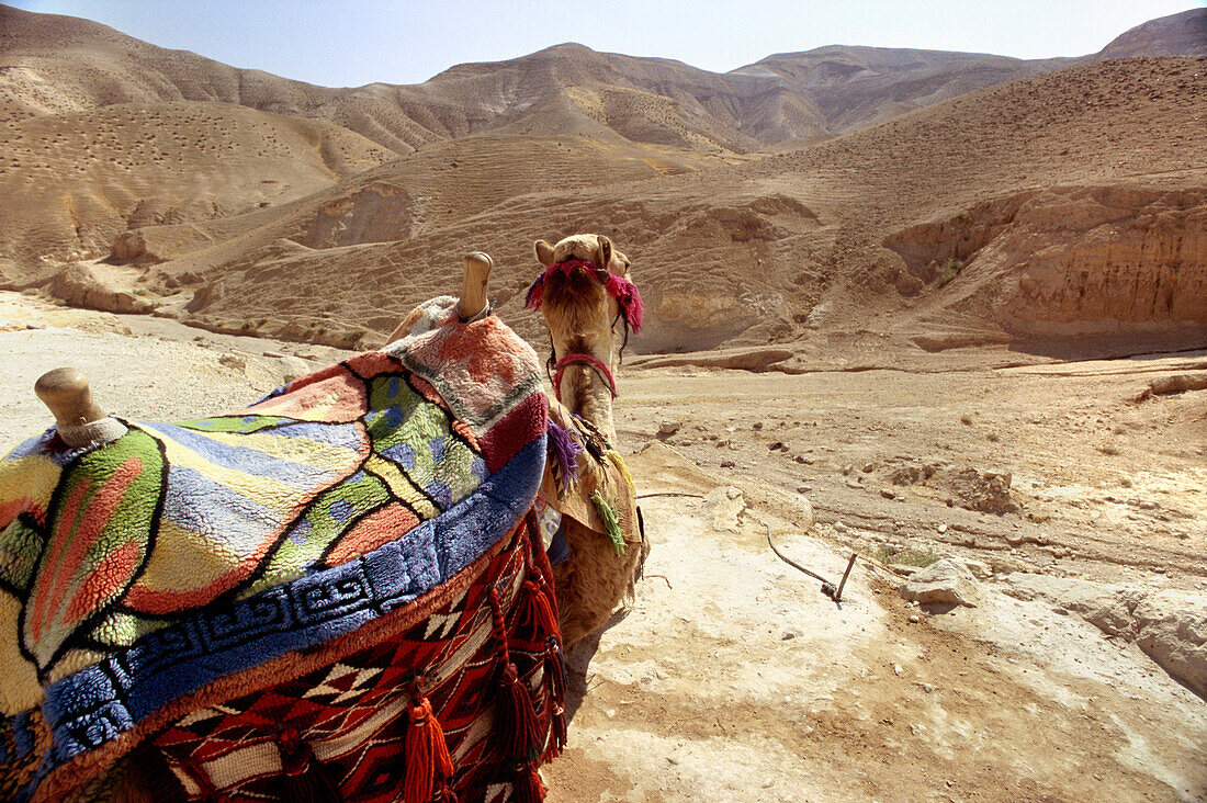 Camel in desert landscape, Mishor Adumim, near Dead Sea, Israel