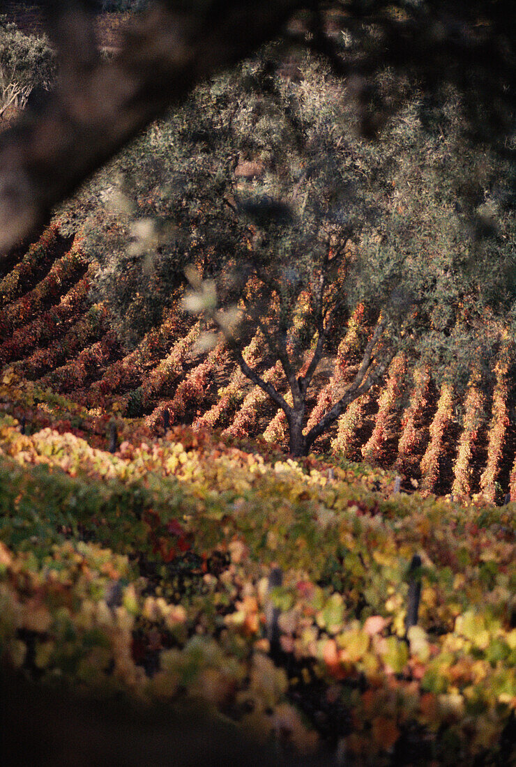 Landscape with vineyards, vineyard, Rural Landscape, Portugal
