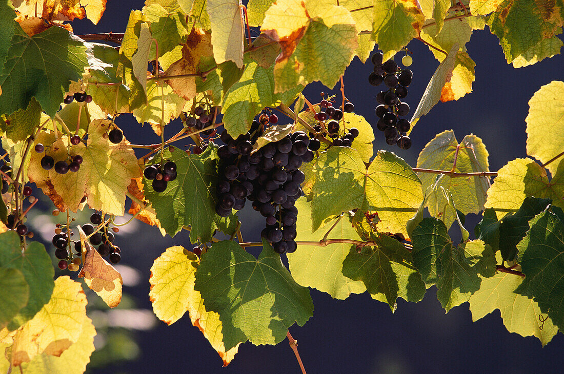 Close up of grapes, vines in a yineyard, Rural scene, Ticino, Switzerland