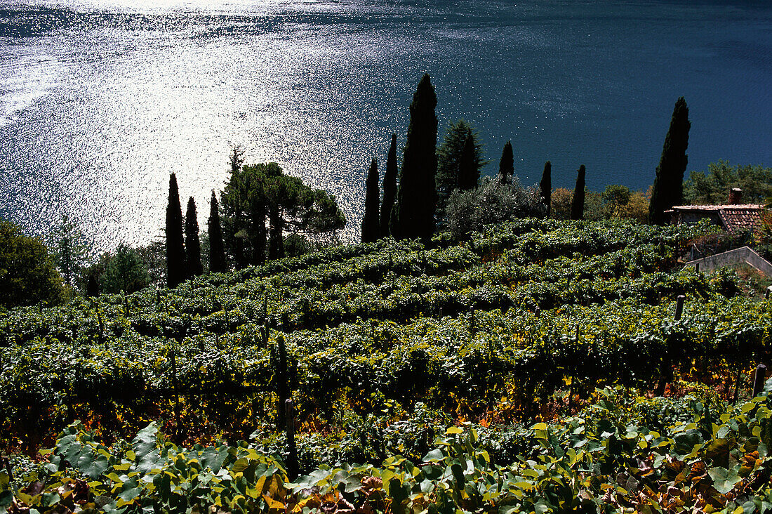Vineyard at Lake Lugano, Gandria, Canton of Ticino, Switzerland