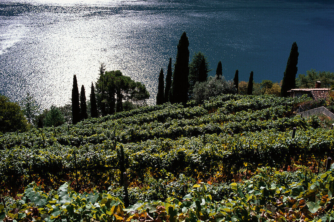 Weinberg am Luganersee, Gandria, Tessin, Schweiz