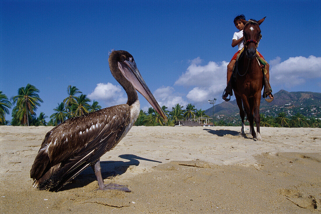Pelikan am Strand, Junge auf Pferd im Hintergrund Pie de la Cuesta, bei Acapulco, Mexiko, Amerika