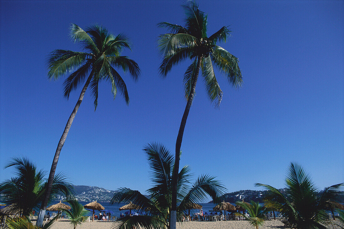Beach with palm trees, Playa Condesa, Acapulco, Mexico, America